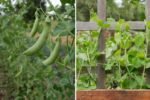 Sugar Snap Peas The Sweet, Crunchy Favorite of American Gardens and Healthy Kitchens