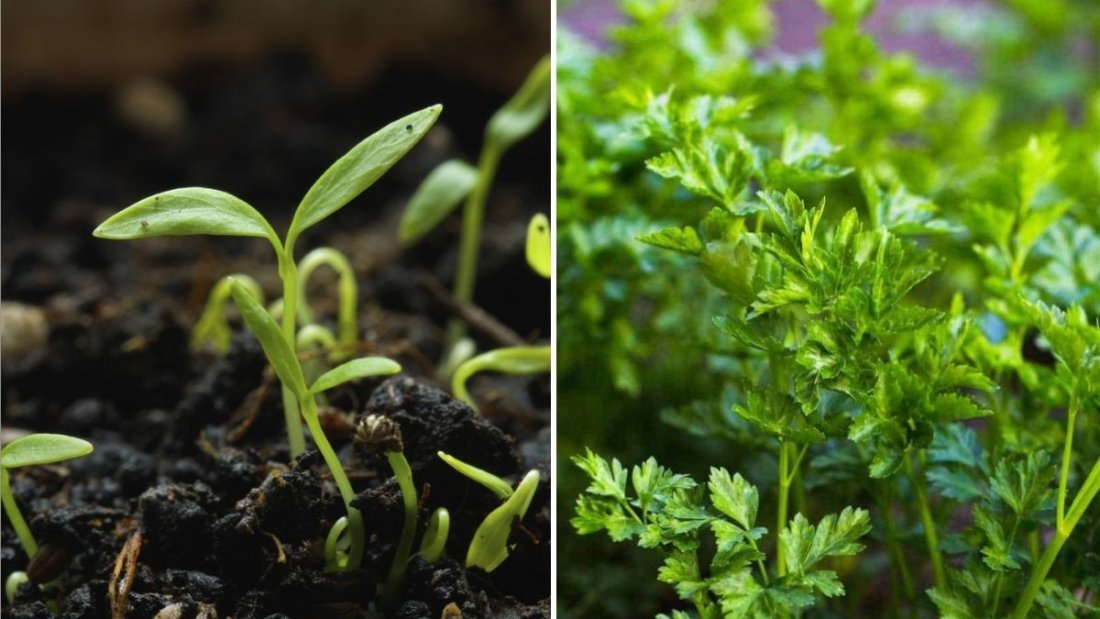 Parsley The Fresh Green Herb That Elevates Every American Meal and Garden