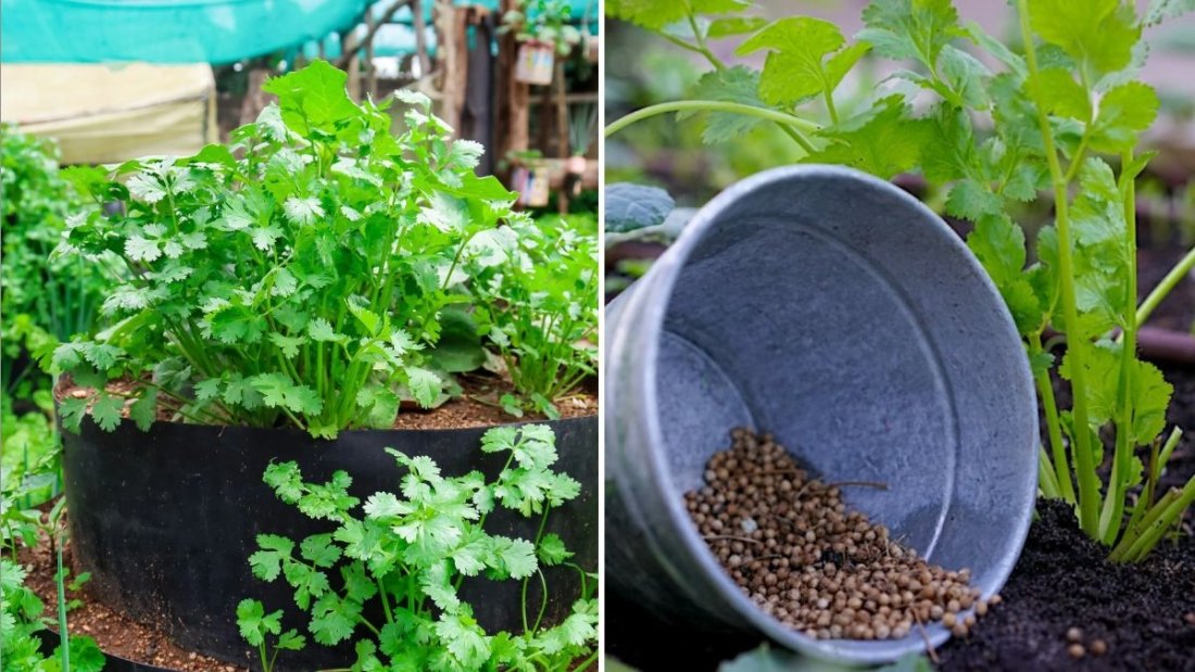 Cilantro The Fresh, Zesty Herb That Brings Bold Flavor to Every American Kitchen