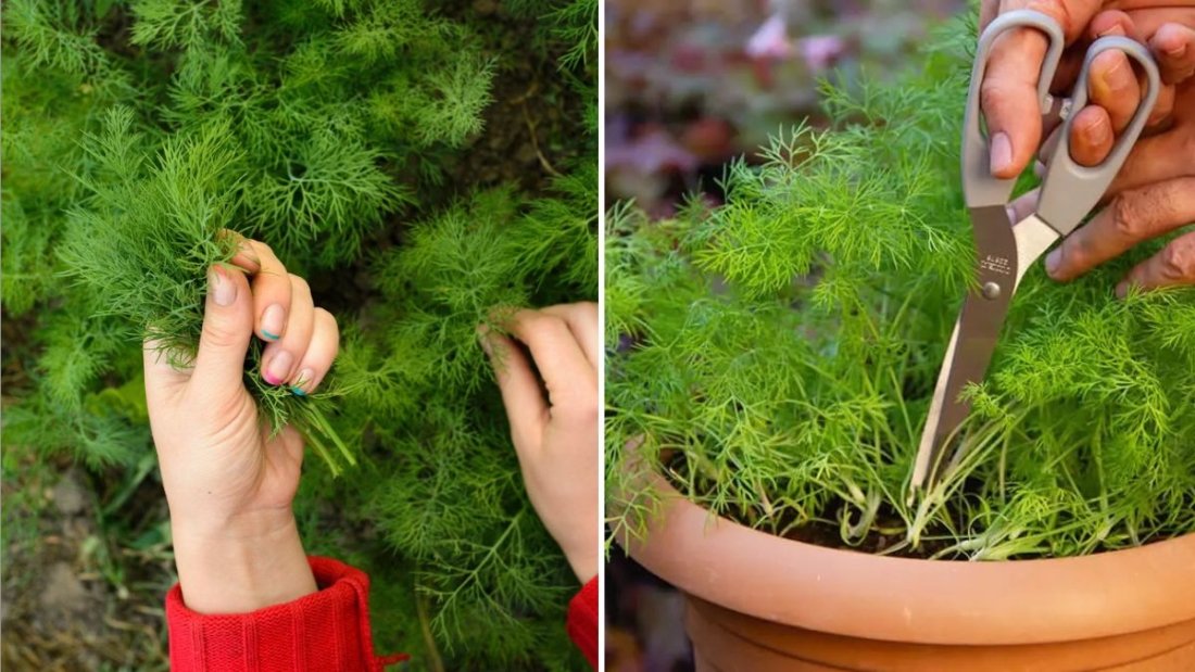 Dill The Aromatic Herb Bringing Fresh Flavor and Health to Every American Kitchen