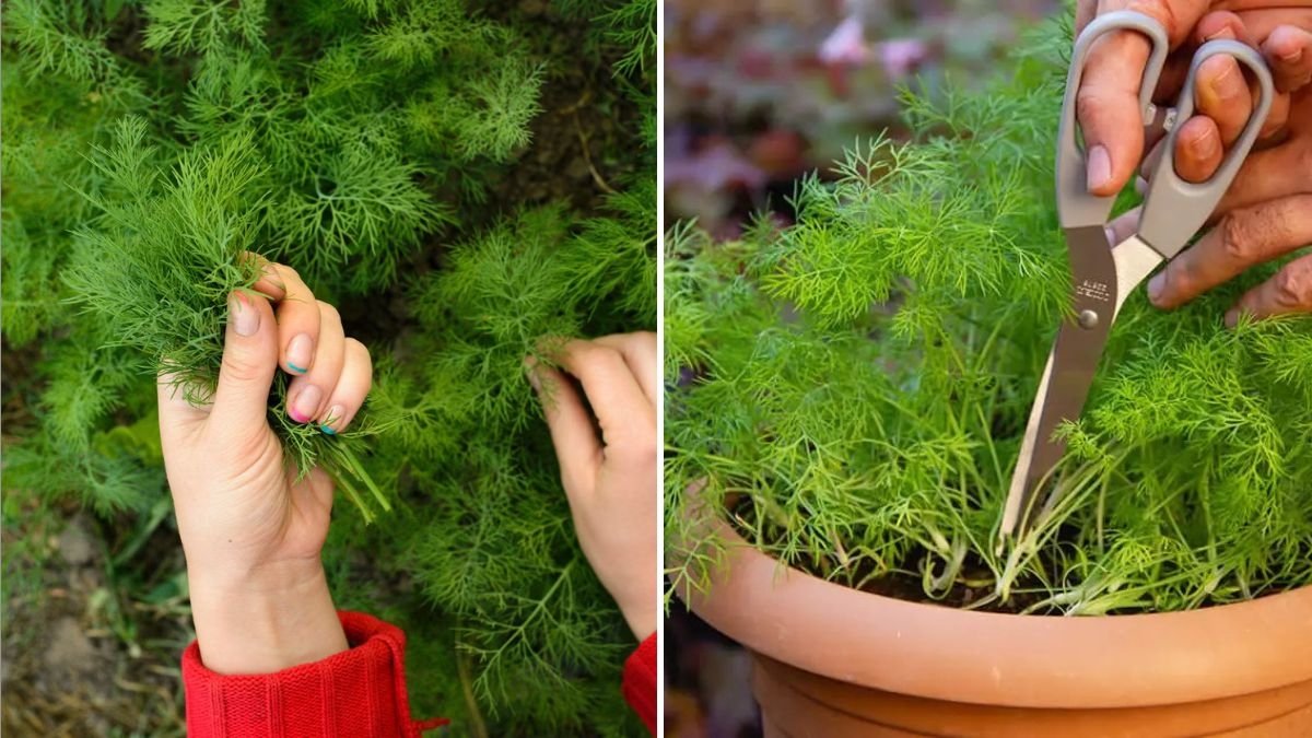 Dill The Aromatic Herb Bringing Fresh Flavor and Health to Every American Kitchen