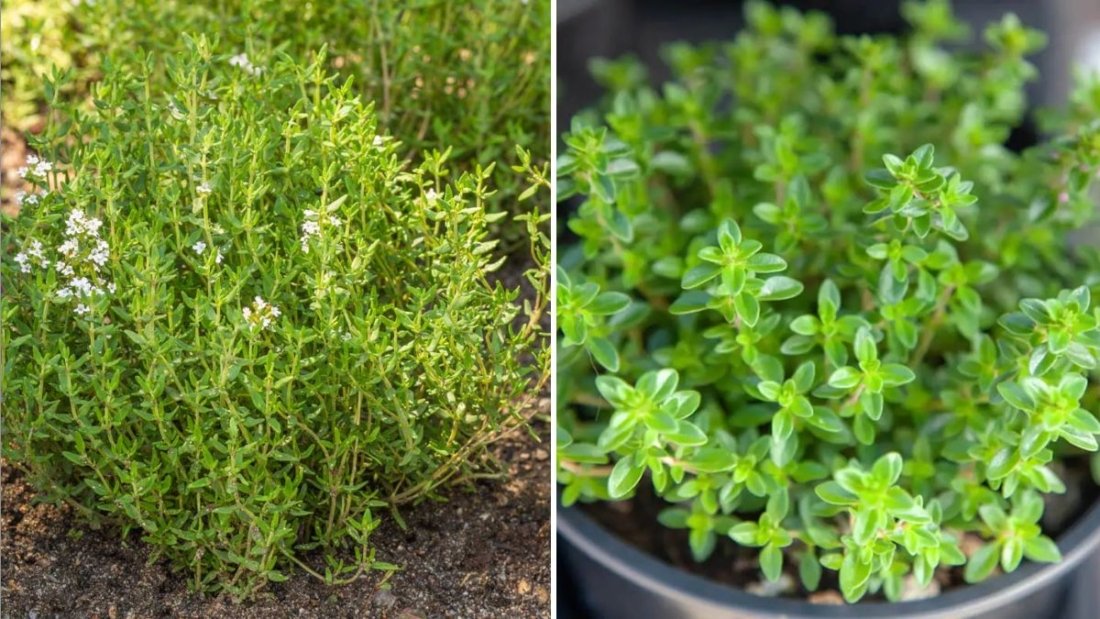 Thyme to Shine How to Grow, Harvest, and Cook with This Classic Herb in American Kitchens