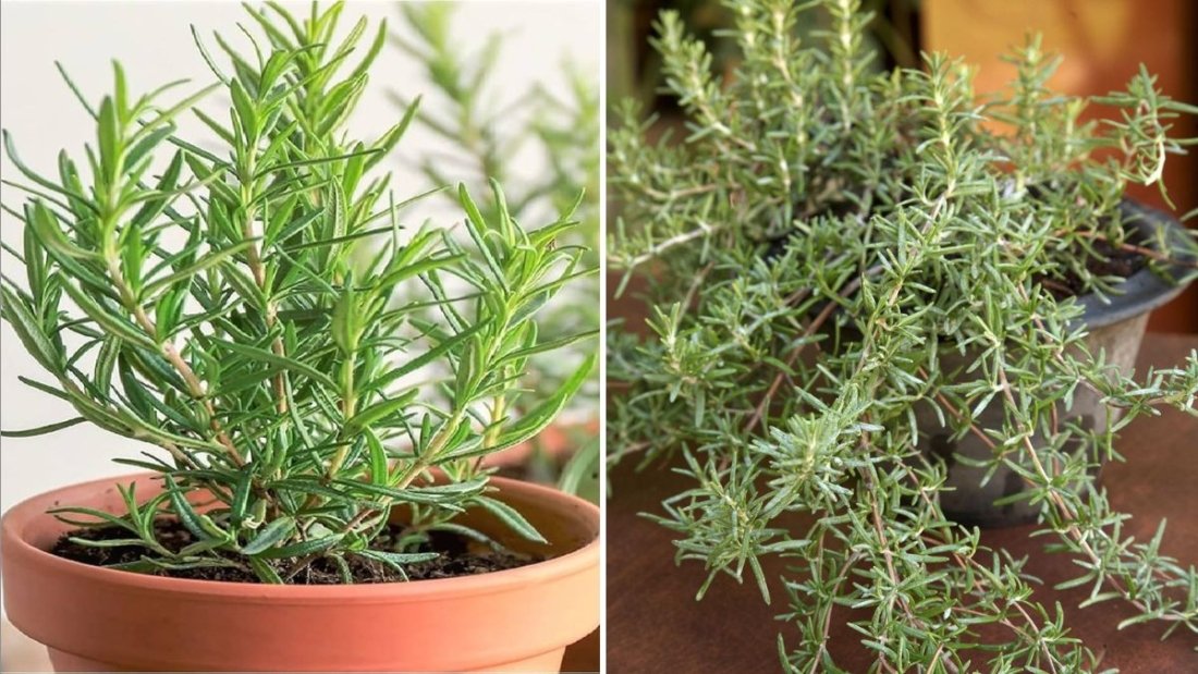 Reviving Rosemary How to Grow, Use, and Savor America’s Favorite Fragrant Herb