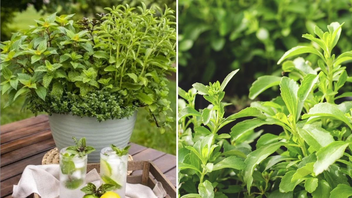 Stevia America’s Favorite Natural Sweetener for a Healthier, Sugar-Free Lifestyle