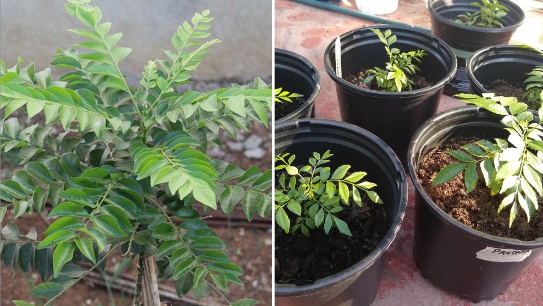 Curry Leaf The Aromatic Super Herb Bringing Flavor and Wellness to American Kitchens