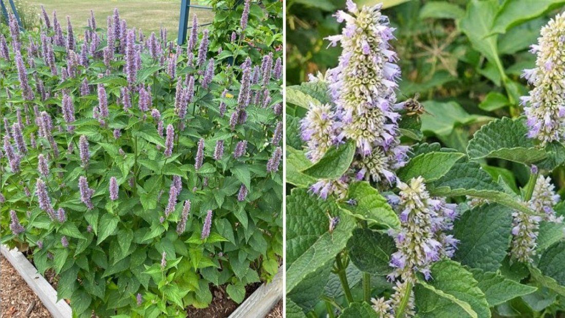 Hyssop Herb The Ancient Medicinal Plant Bringing Healing, Flavor, and Fragrance to Modern American Gardens