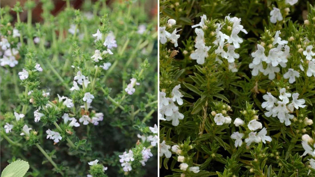 Winter Savory The Flavorful Cold-Hardy Herb Every American Home Garden Needs This Season