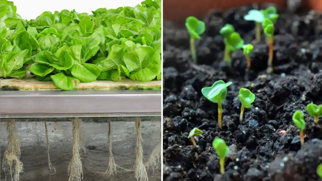 How to Grow Clover Sprouts America’s Crunchy, Protein-Rich Superfood for Everyday Wellness