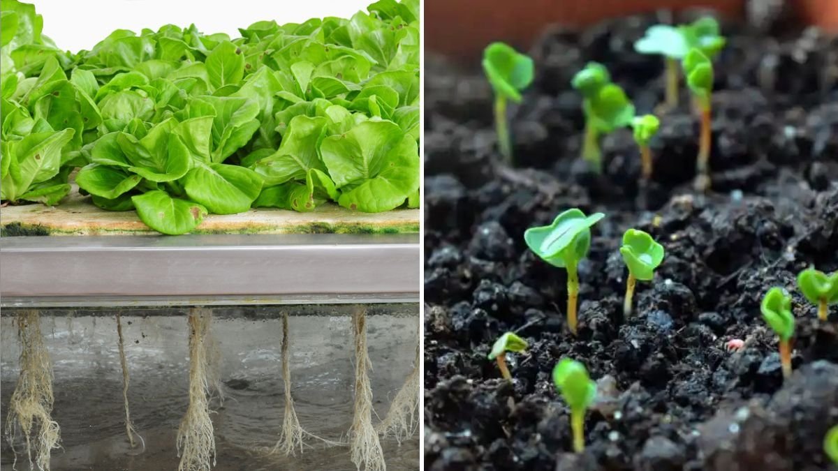 How to Grow Clover Sprouts America’s Crunchy, Protein-Rich Superfood for Everyday Wellness