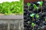 How to Grow Clover Sprouts America’s Crunchy, Protein-Rich Superfood for Everyday Wellness
