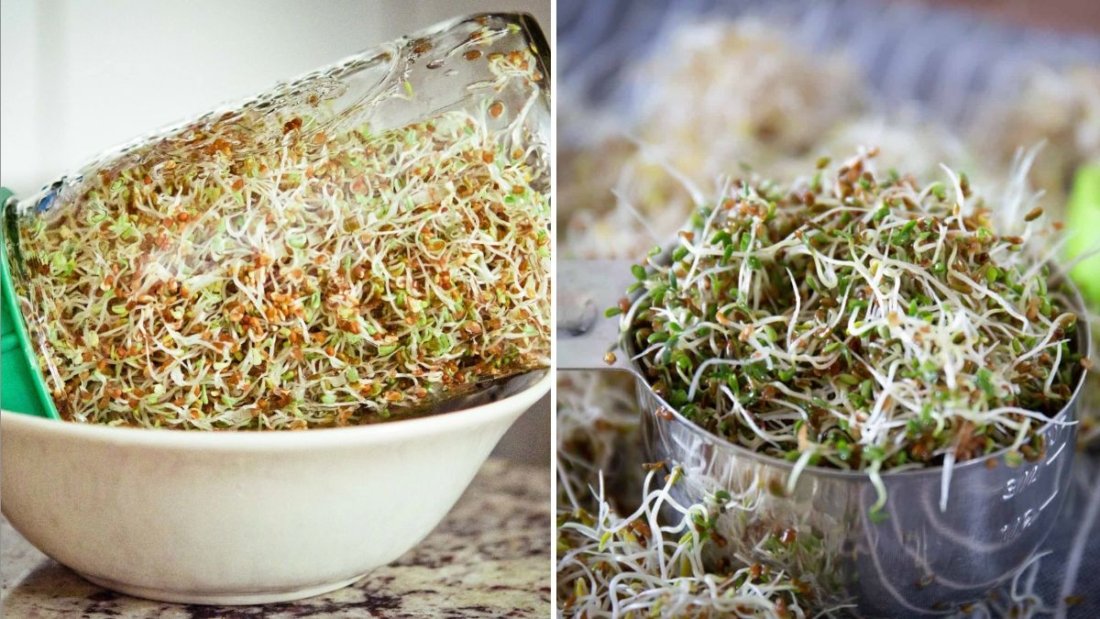 Alfalfa Sprouts The Superfood Powerhouse Every American Kitchen Needs for Fresh Nutrition