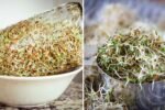 Alfalfa Sprouts The Superfood Powerhouse Every American Kitchen Needs for Fresh Nutrition