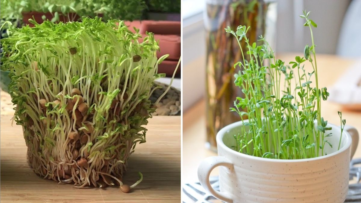Lentil Sprouts The Protein-Packed Superfood Every American Home Should Be Eating