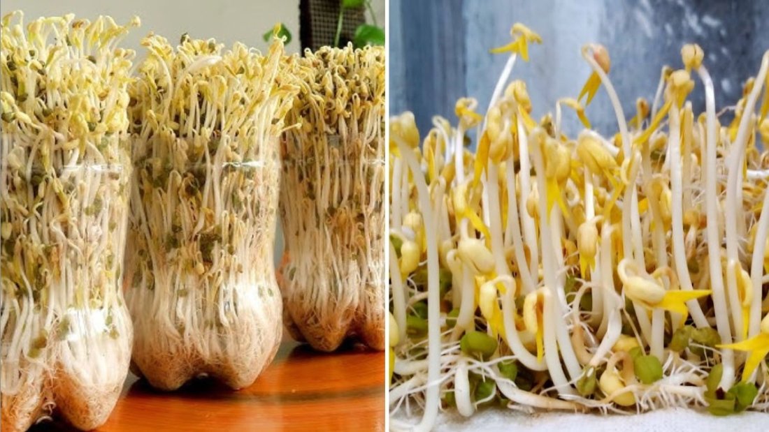 Mung Bean Sprouts The Crunchy, Protein-Packed Superfood Transforming American Healthy Eating