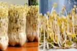 Mung Bean Sprouts The Crunchy, Protein-Packed Superfood Transforming American Healthy Eating