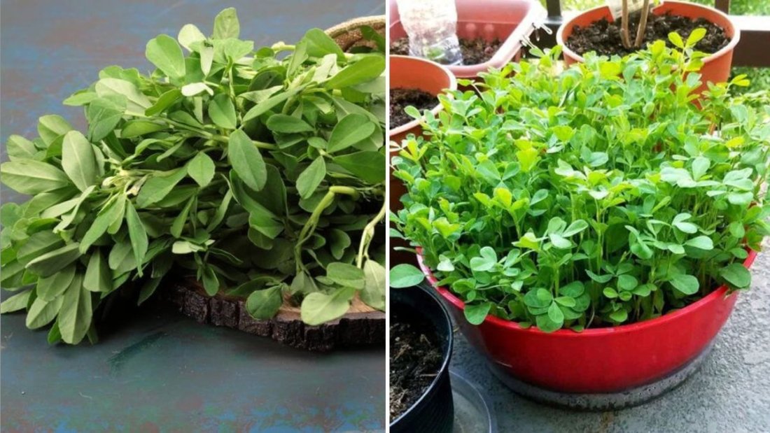 Fenugreek Sprouts The Hidden Superfood Taking Over America’s Healthy Eating Scene