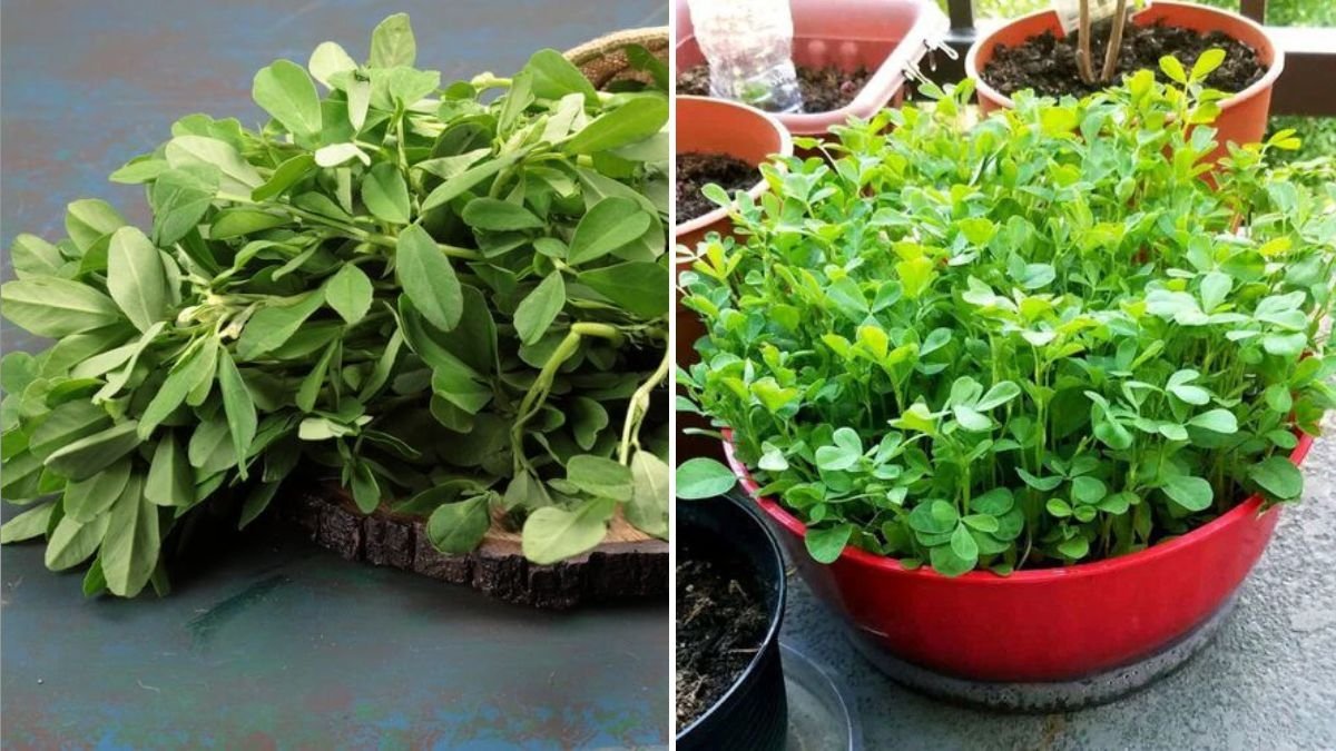 Fenugreek Sprouts The Hidden Superfood Taking Over America’s Healthy Eating Scene