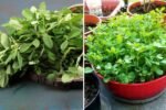 Fenugreek Sprouts The Hidden Superfood Taking Over America’s Healthy Eating Scene