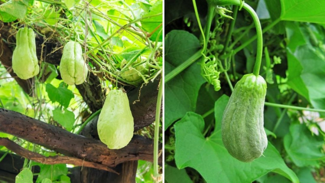 Chayote The Crisp Green Gem Taking Over American Kitchens and Home Gardens