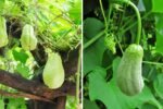 Chayote The Crisp Green Gem Taking Over American Kitchens and Home Gardens