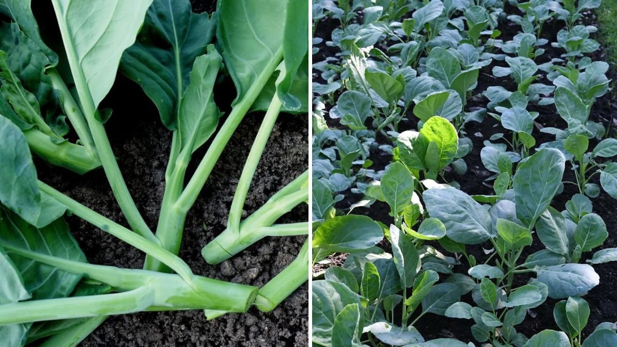 Chinese Broccoli The Flavor-Packed Green Taking Over American Plates and Gardens