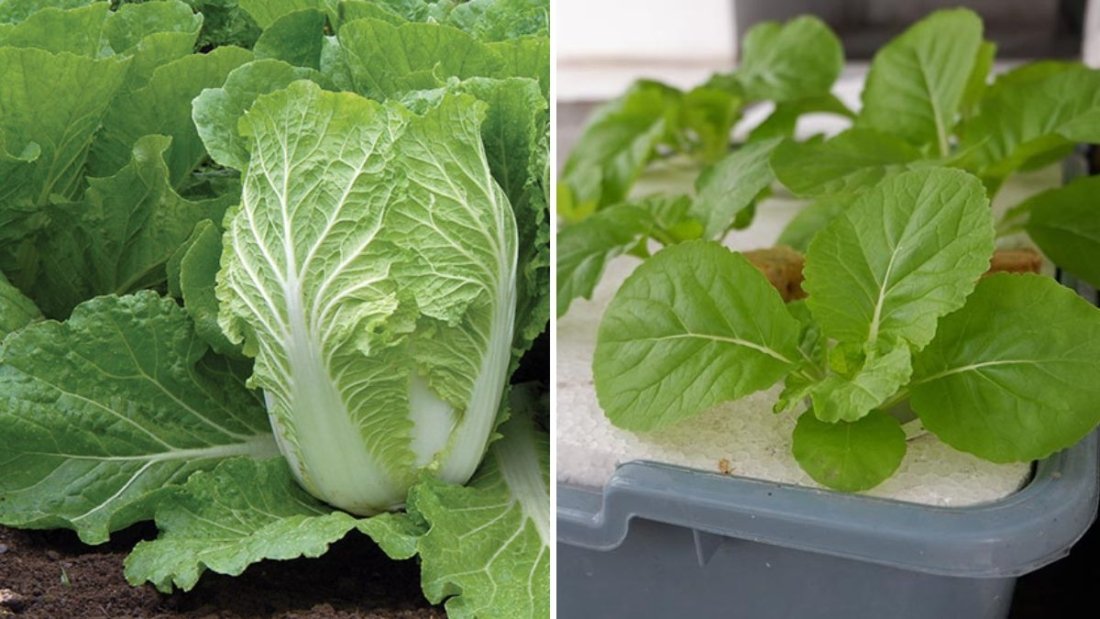 Chinese Cabbage The Crunchy, Vitamin-Rich Green Revolutionizing American Kitchens and Gardens