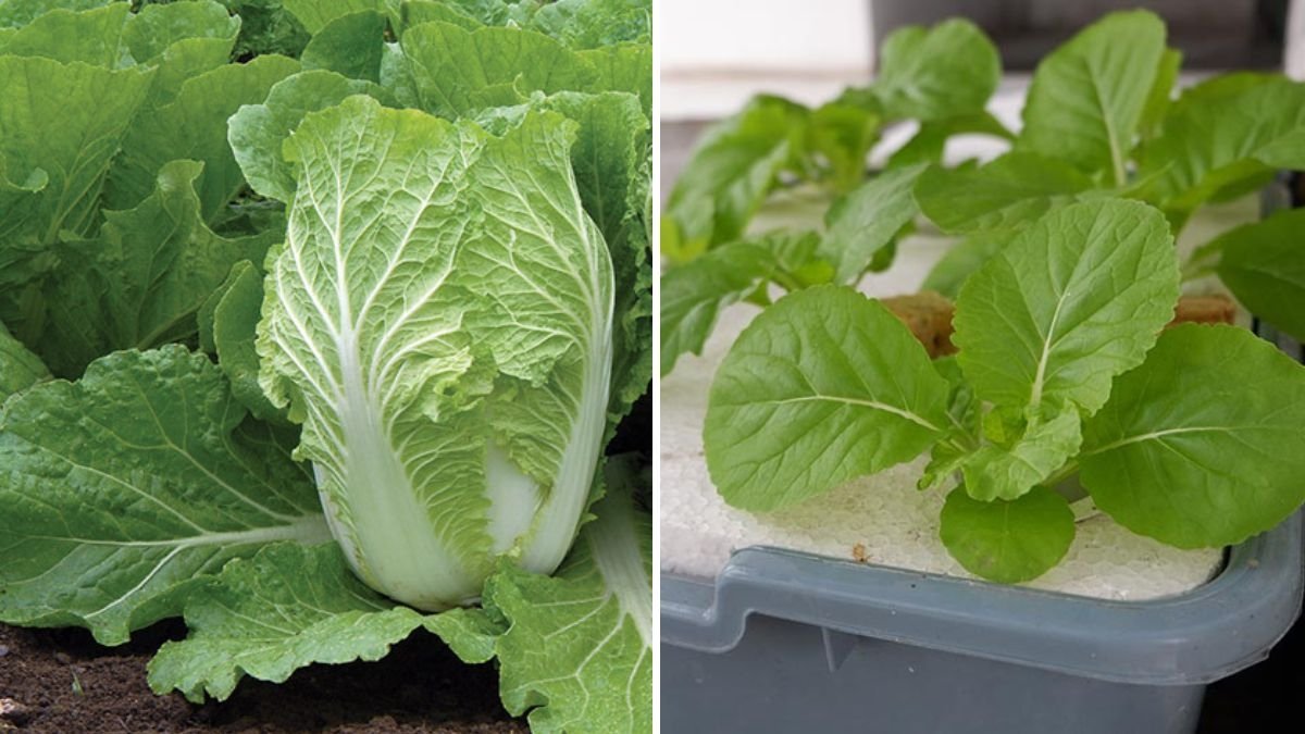 Chinese Cabbage The Crunchy, Vitamin-Rich Green Revolutionizing American Kitchens and Gardens