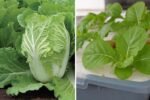 Chinese Cabbage The Crunchy, Vitamin-Rich Green Revolutionizing American Kitchens and Gardens