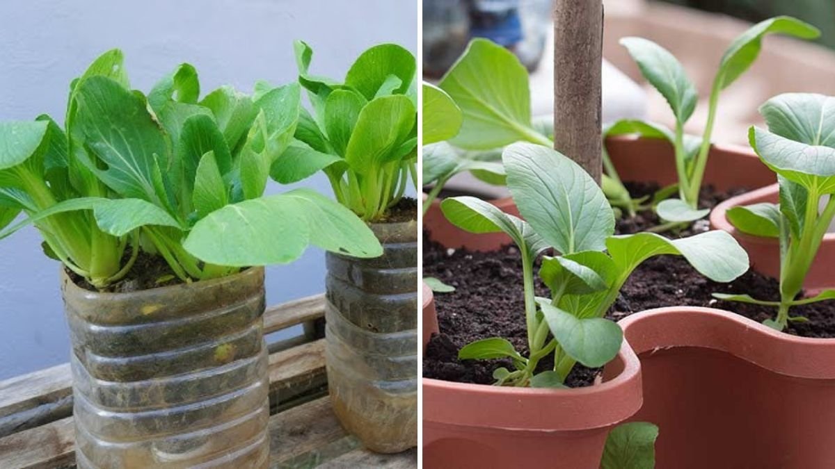 Tatsoi The Next Supergreen Taking Over American Kitchens and Gardens