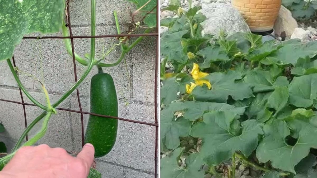 Fuzzy Melon The Underrated Asian Vegetable Making Its Way into American Kitchens and Gardens