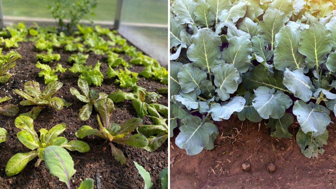 Romanesco Broccoli The Fractal Wonder Taking Over America’s Healthy Kitchens