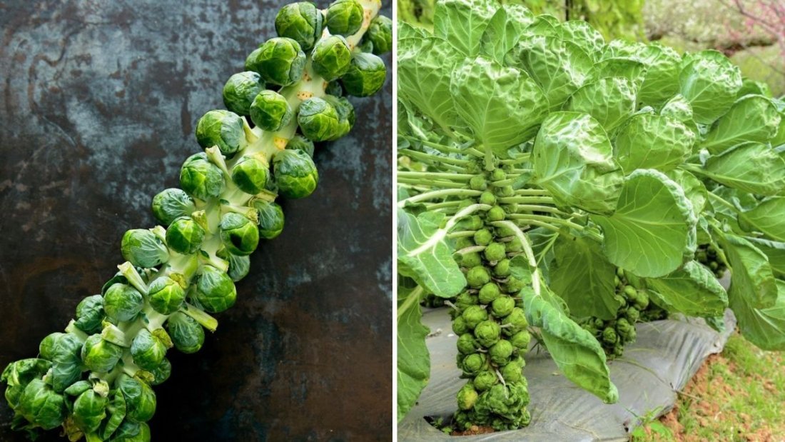 Brussels Sprouts America’s Green Comeback Veggie You’ll Fall in Love With