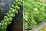 Brussels Sprouts America’s Green Comeback Veggie You’ll Fall in Love With
