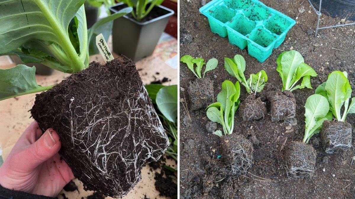 Cabbage The Underrated Superfood Taking Over America’s Healthy Kitchens