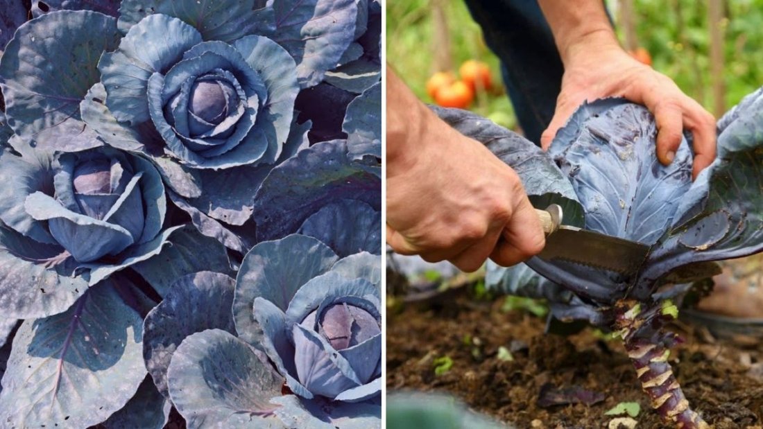 Red Cabbage The Vibrant Superfood Every American Kitchen Needs