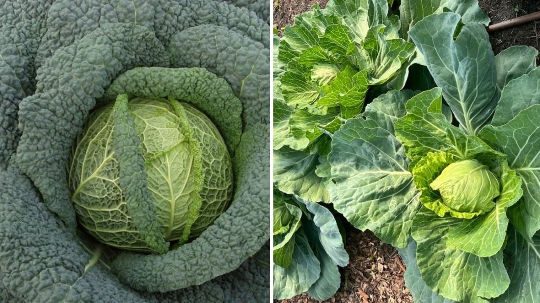 Savoy Cabbage The Leafy Green Powerhouse Americans Are Adding to Their Healthy Diets