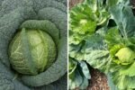 Savoy Cabbage The Leafy Green Powerhouse Americans Are Adding to Their Healthy Diets