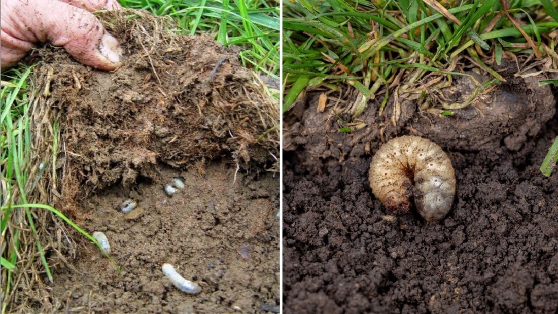 How to Spot Lawn Grubs Before They Destroy Your Grass