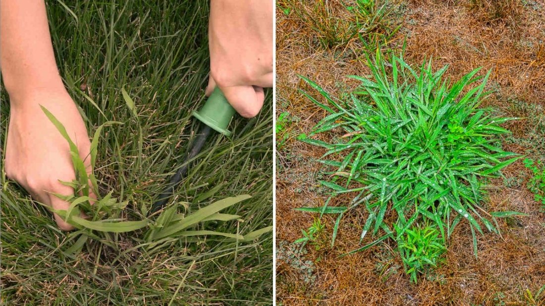 How to Kill Crabgrass Without Damaging Your Lawn