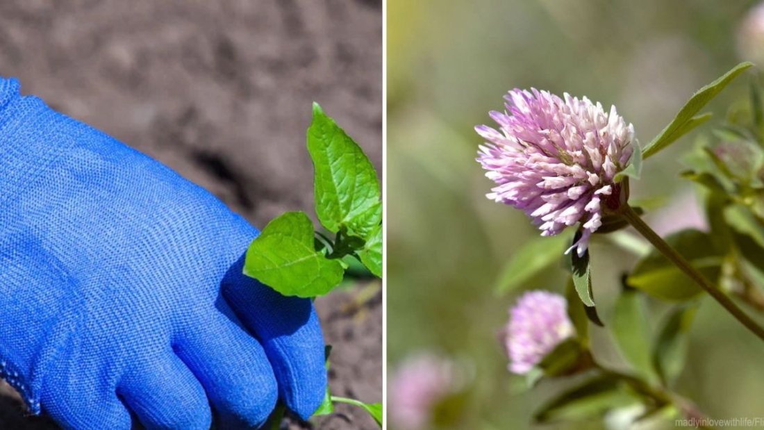 9 Weeds That Actually Improve Soil Quality