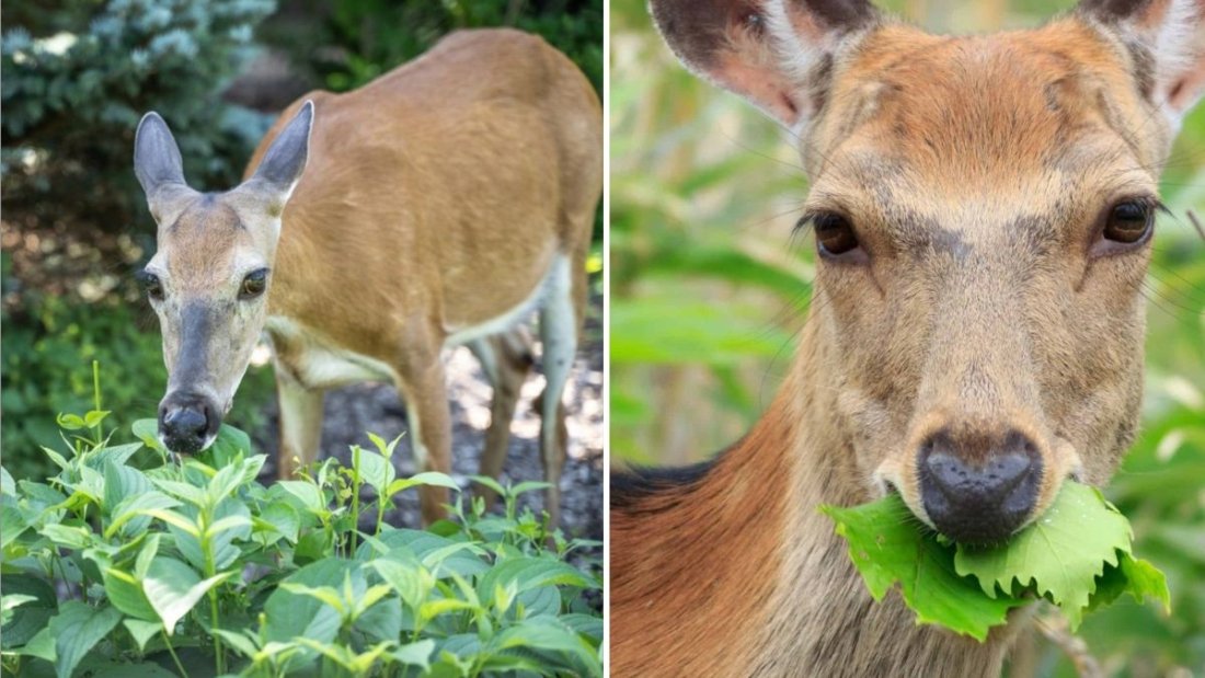 How to Keep Deer From Eating Your Plants Without Fencing