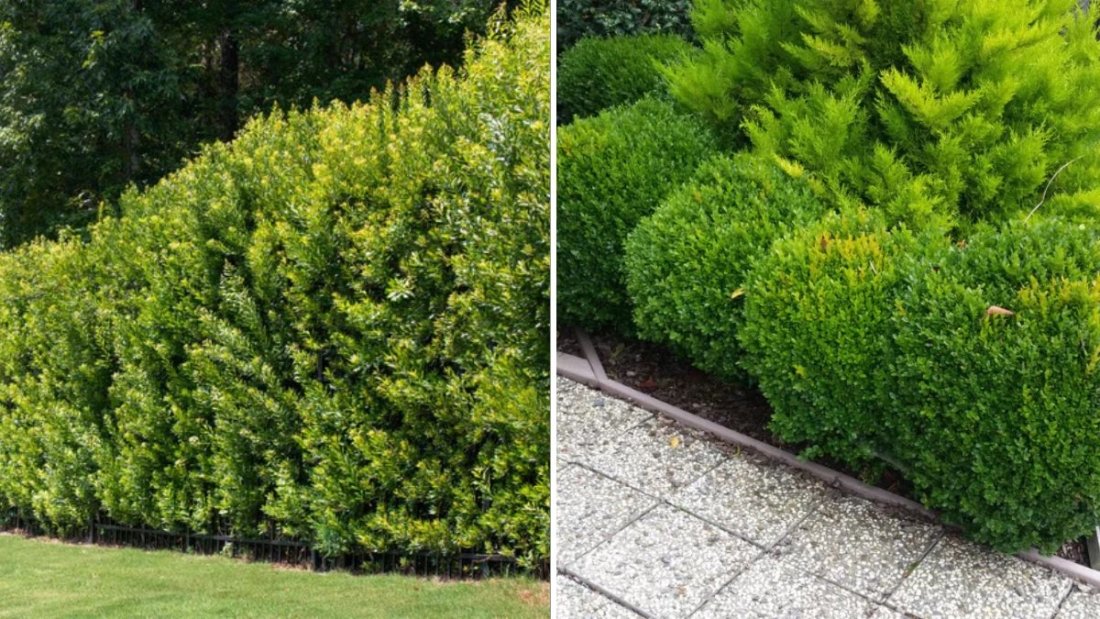 7 Fast‑Growing Privacy Hedges That Last for Decades