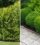 7 Fast‑Growing Privacy Hedges That Last for Decades