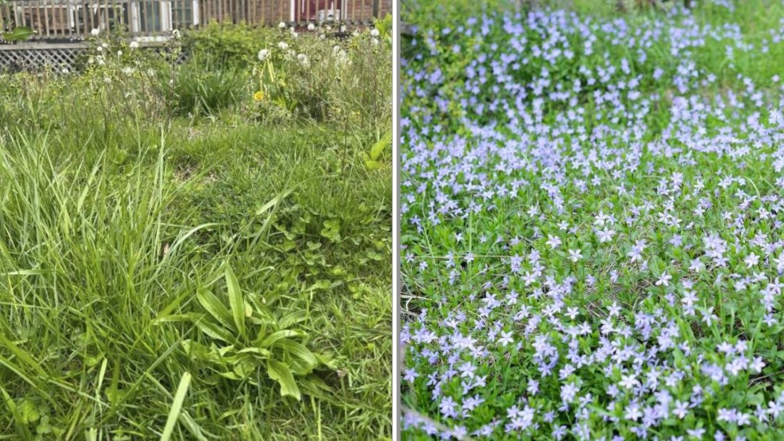 Should You Try No-Mow Lawns? Here’s What Experts Think