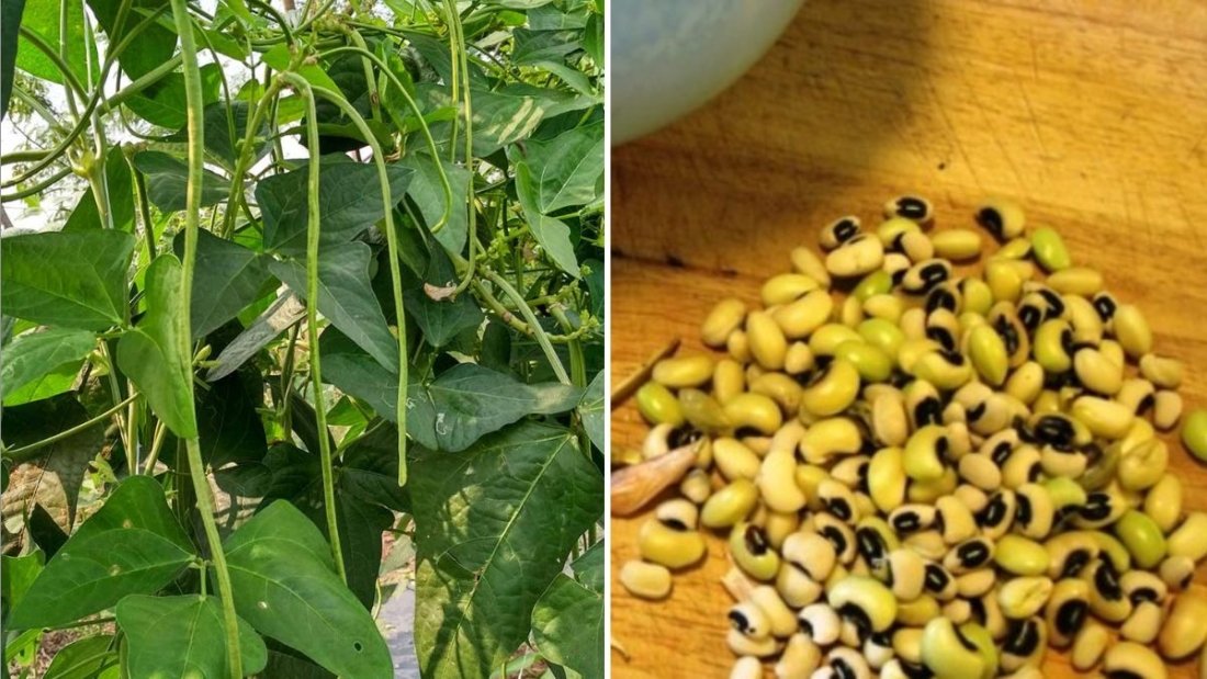 Black-Eyed Peas America’s Nutritious Superfood for Gardens and Kitchens