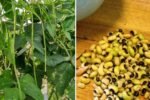 Black-Eyed Peas America’s Nutritious Superfood for Gardens and Kitchens