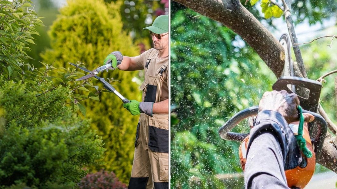 How to Tell If Your Tree Needs Professional Pruning