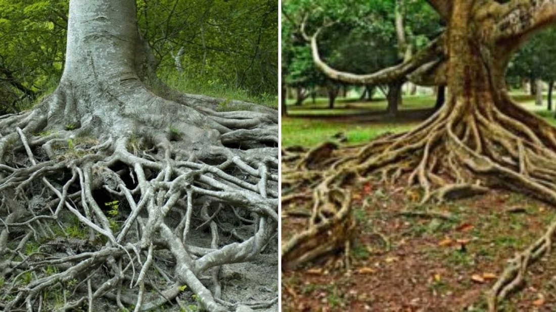 10 Trees With Roots That Can Damage Your Home’s Foundation