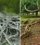 10 Trees With Roots That Can Damage Your Home’s Foundation