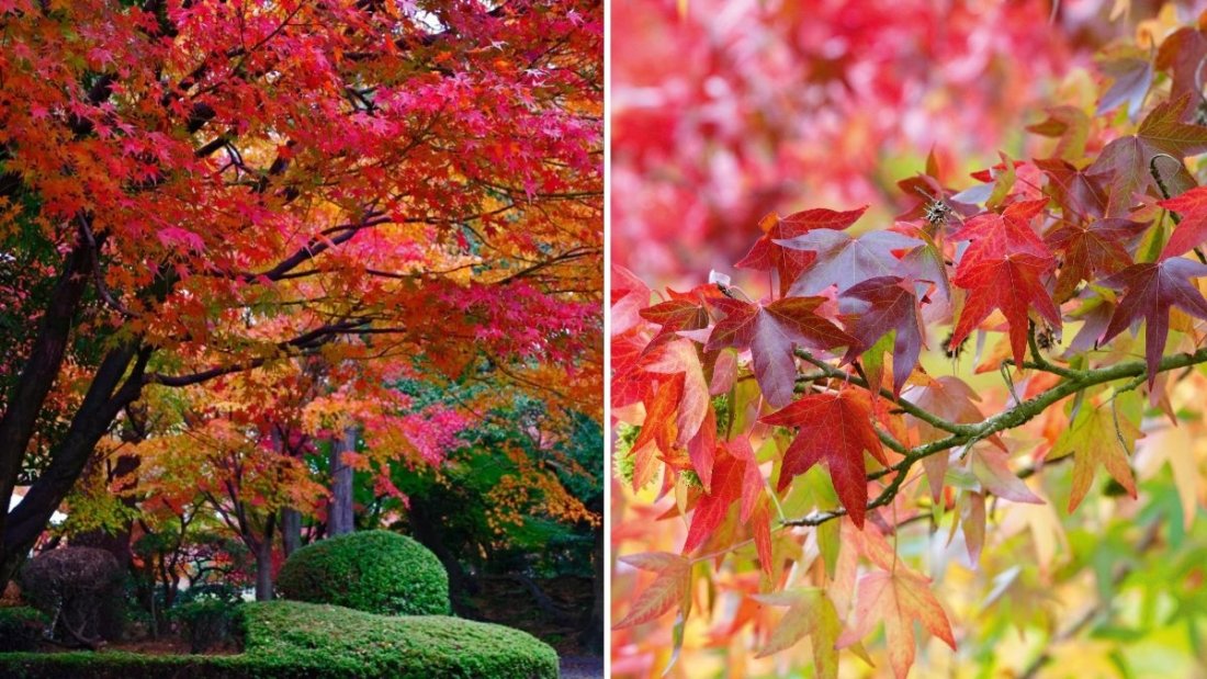 How to Plant a Maple Tree for Stunning Fall Color